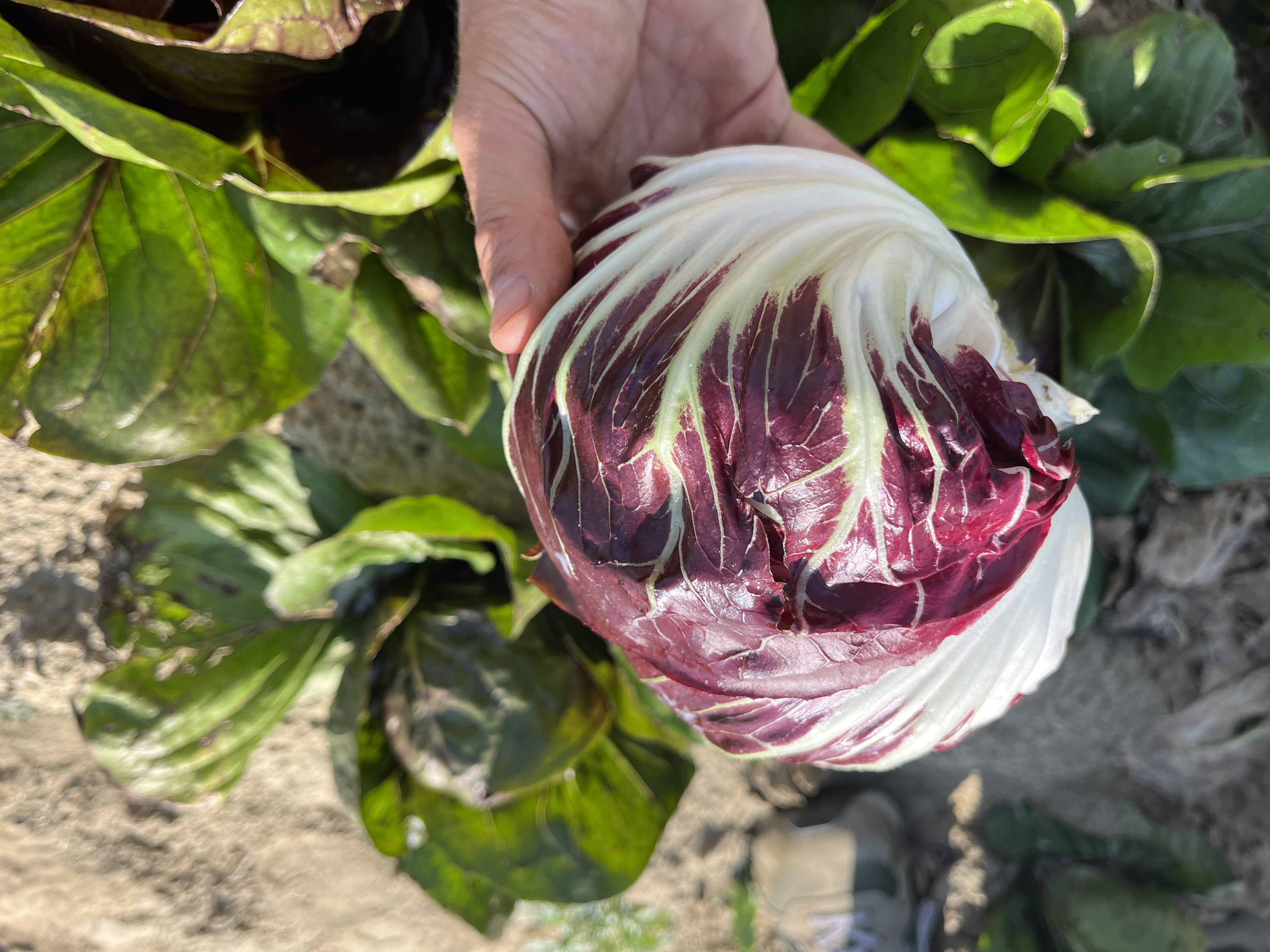 Radicchio Philidor F1