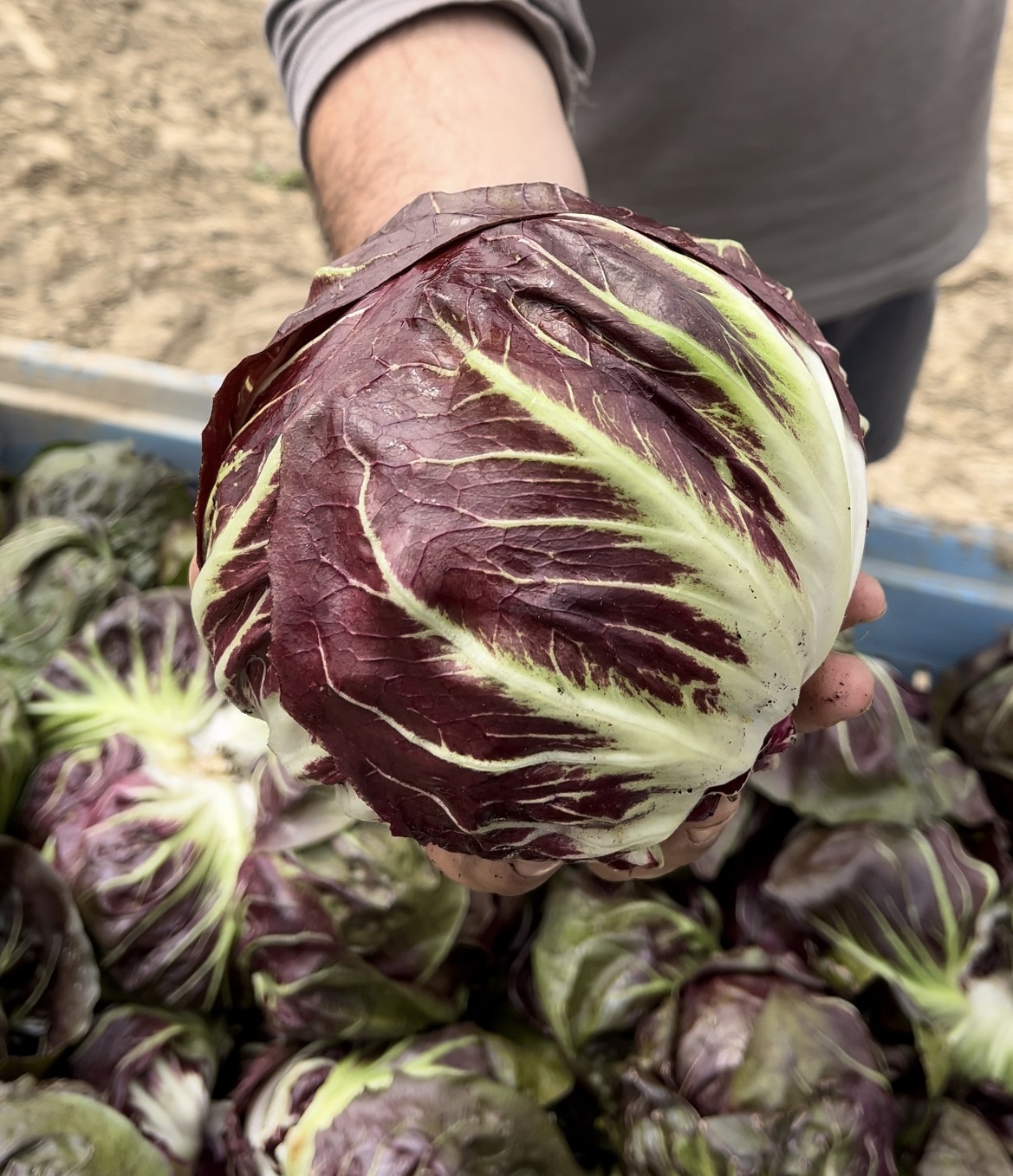 Radicchio Philidor F1