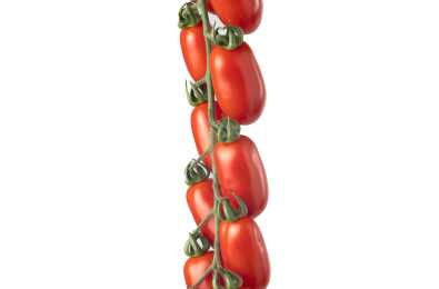 Morricone F1 Pomodoro datterino Morricone F1