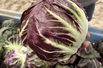 Radicchio Philidor F1