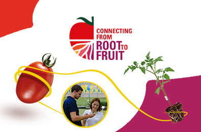 Connecting from root to fruit image