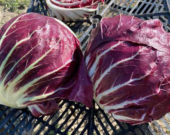 Radicchio Philidor F1