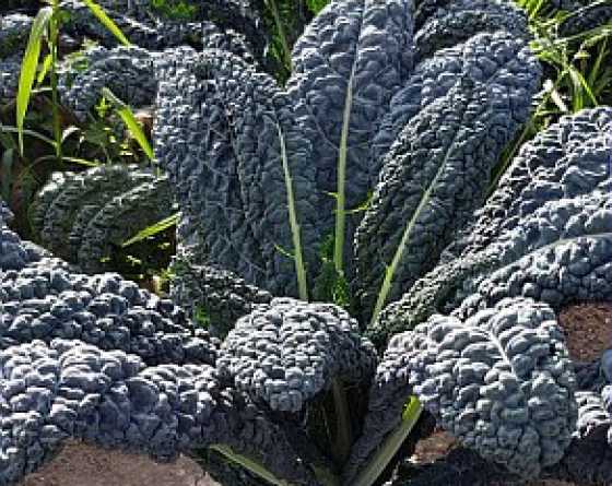 cavolo nero toscano Yurok F1